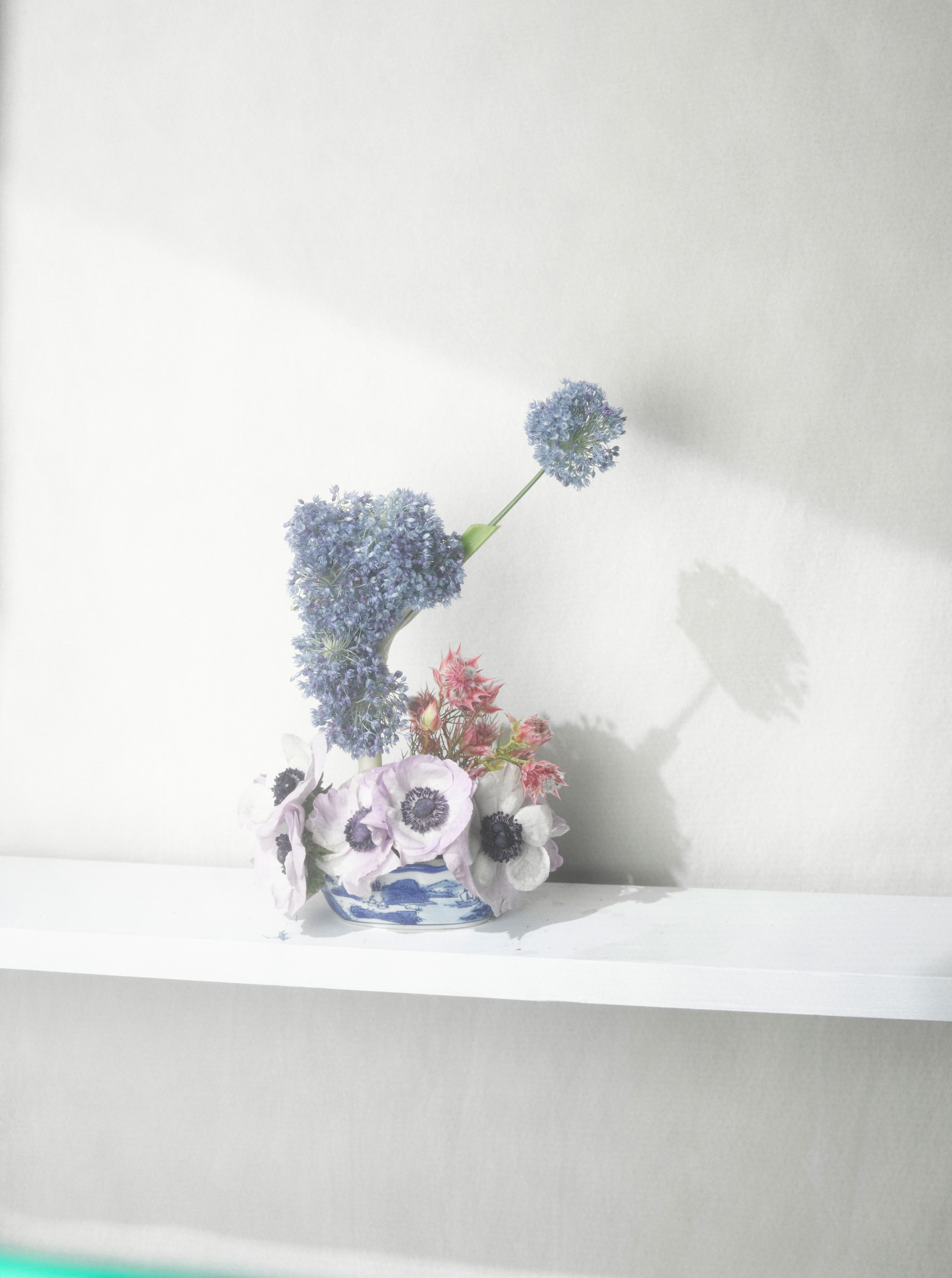 Poppy anemone, allium flower, spring onion, stonecrop